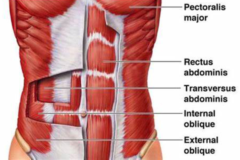 core muscles