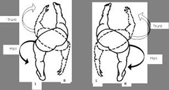   Trunk Rotation